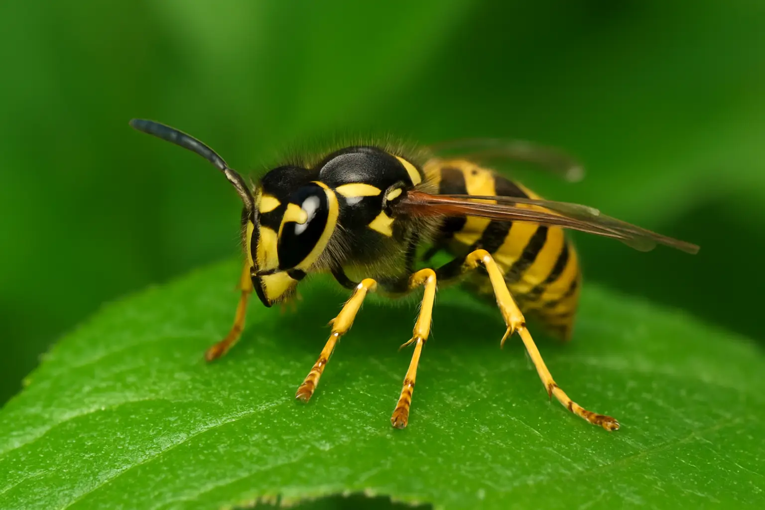 Close-Up of a Vibrant Wasp wasps in the UK